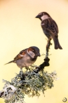 House Sparrow male <i>(Passer domesticus)</i>