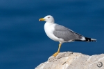 Yellow-legged Gull <i>(Larus michahellis)</i>