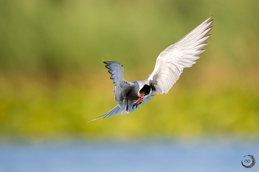 Common tern in flight<i>(Sterna hirundo)</i>