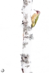 European green woodpecker <i> (Picus viridis) </i>