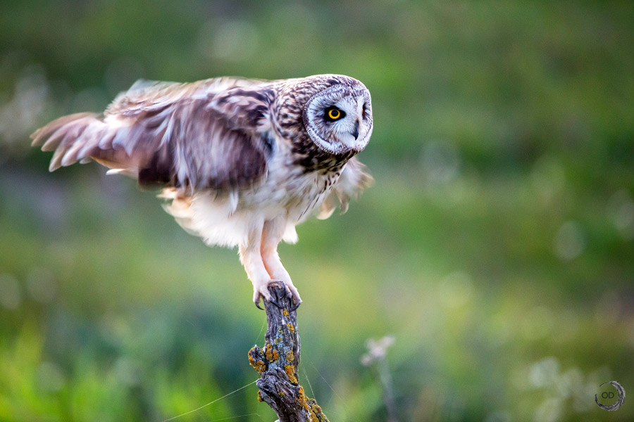 Short-eared Owl <i> (Asio flammeus)</i>