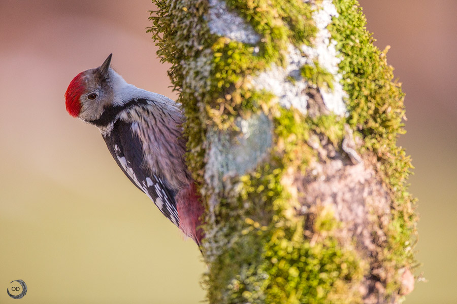 Middle Spotted Woodpecker <i>(Leiopicus medius)</i>