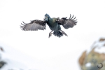 Cormoran moñudo en vuelo <i>(Phalacrocorax aristotelis)</i>