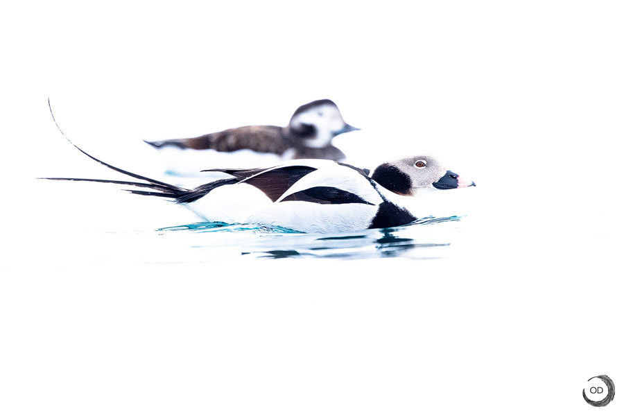 Long-tailed duck pair<i>(Clangula hyemalis)</i>