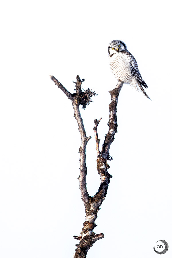 Northern hawk-owl <i>(Surnia ulula)</i>
