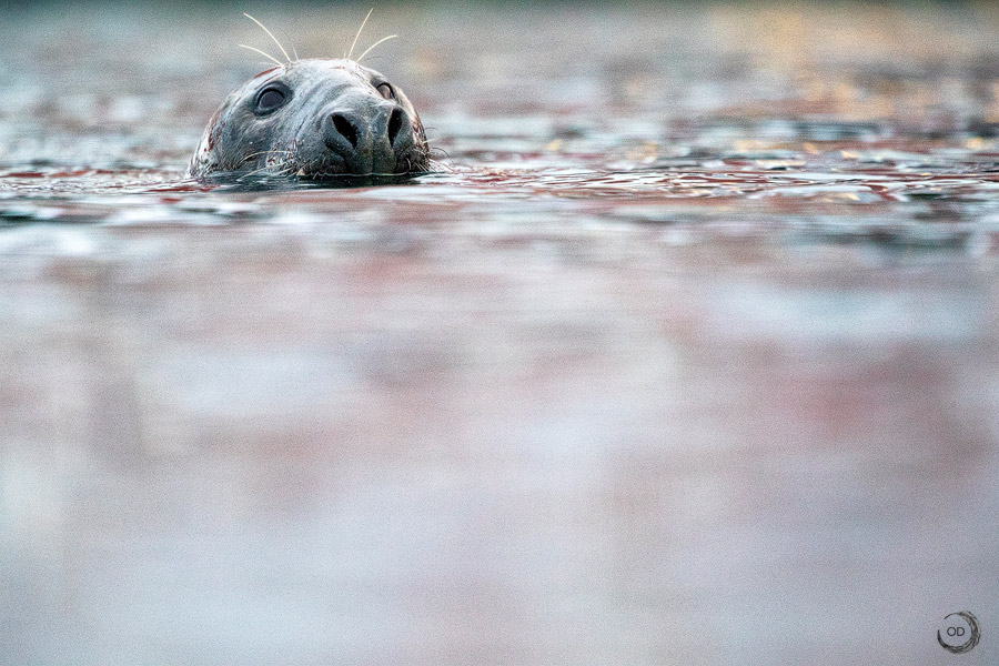 Grey seal <i>(Halichoerus grypus)</i>