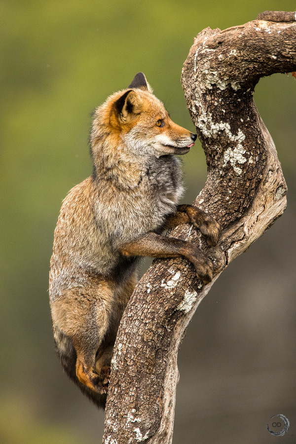 Red fox <i>(Vulpes vulpes)</I>