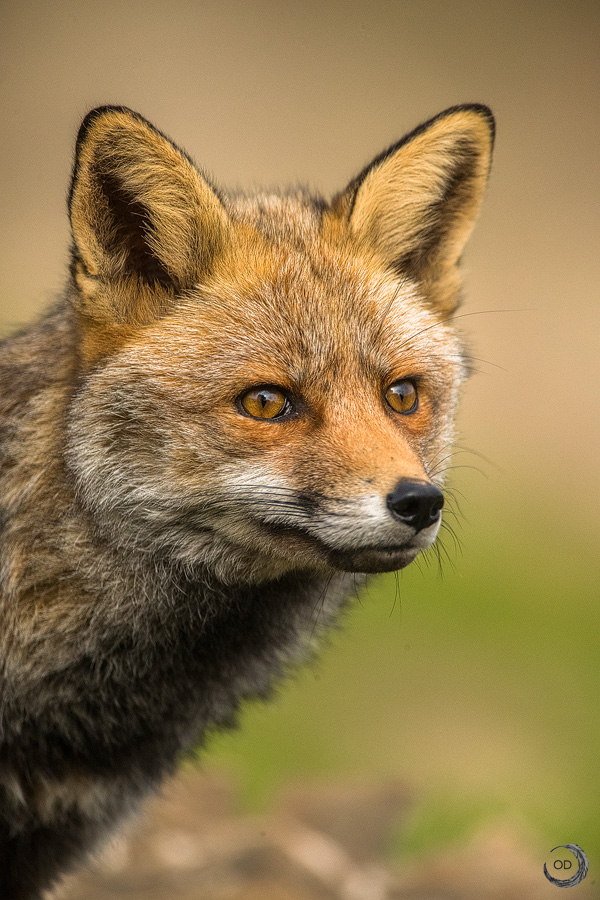 Red fox portrait <i>(Vulpes vulpes)</I>
