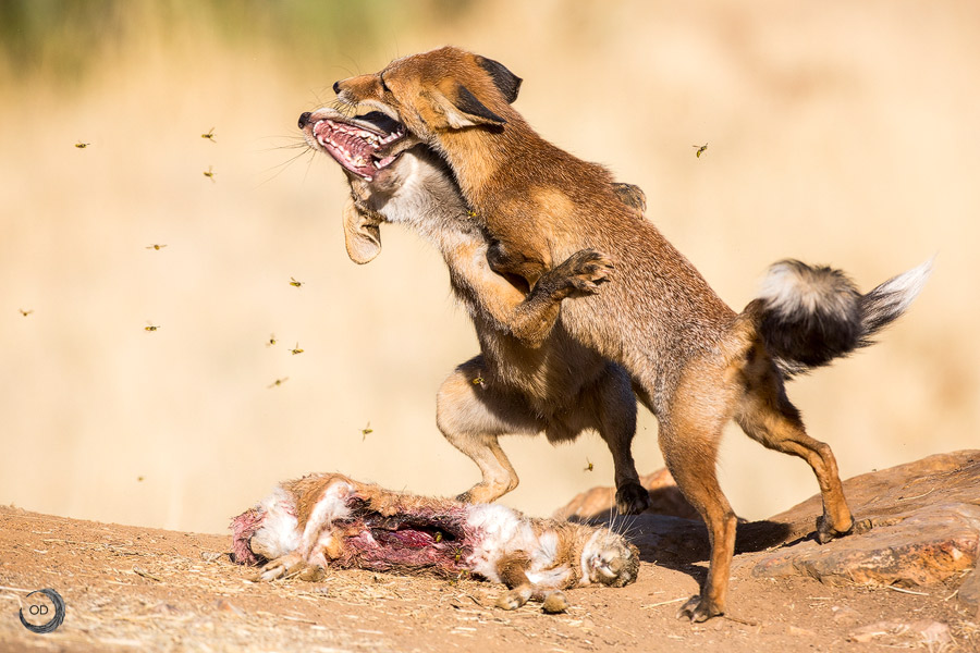Red fox fight <i>(Vulpes vulpes)</I>