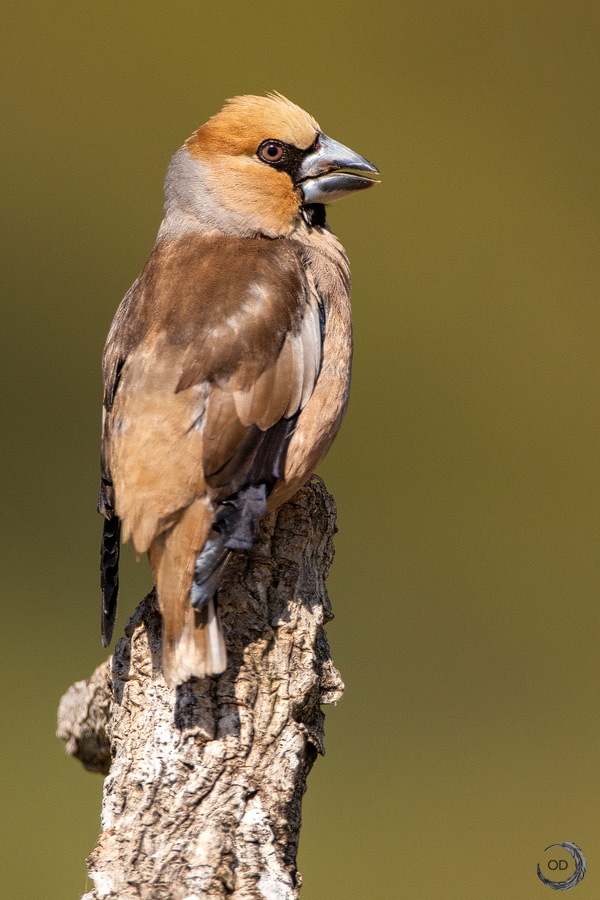 Hawfinch male <i> (Coccothraustes coccothraustes)</i>