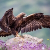 Golden Eagle female <i>(Aquila chrysaetos)</i>
