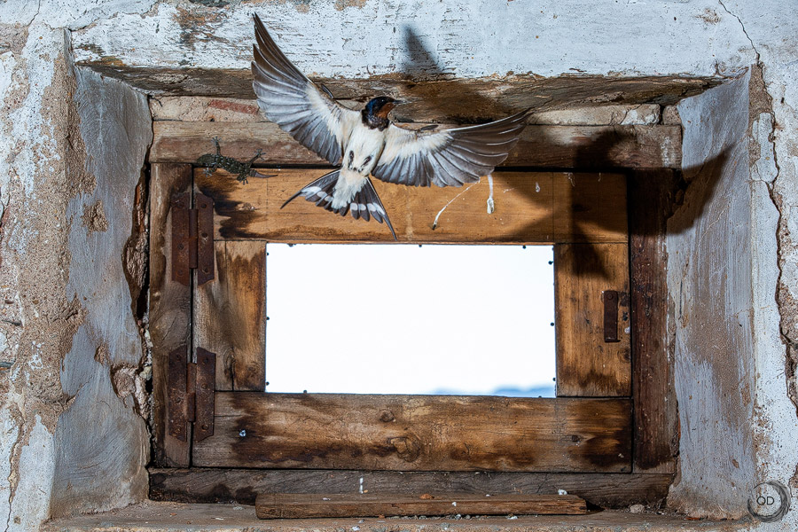 Barn Swallow in flight <i>(Hirundo rustica)</i>