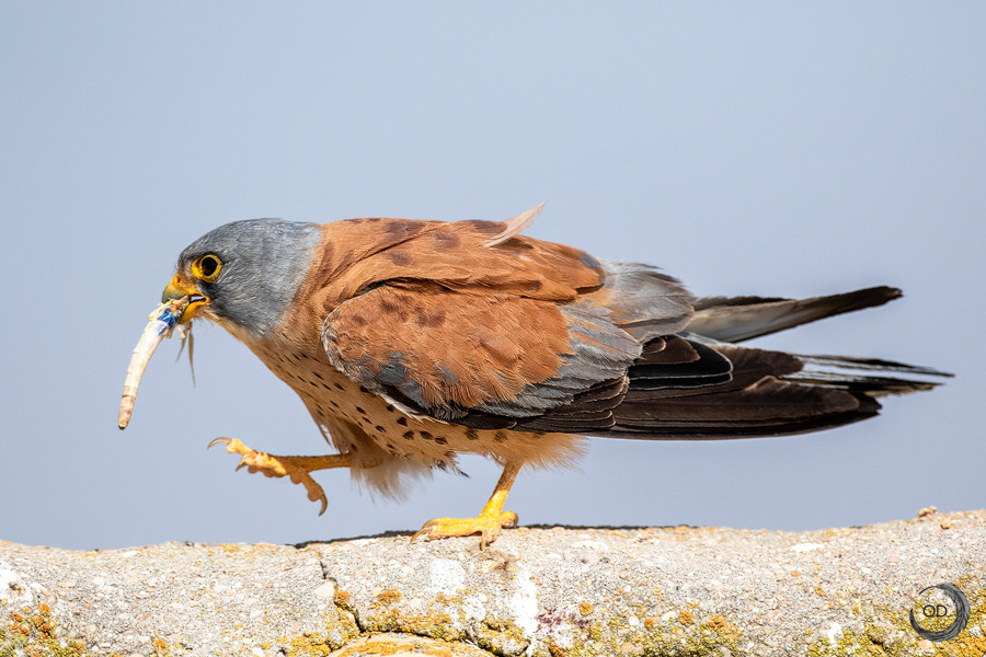Lesser Kestrel male <i>(Falco naumanni)</i>