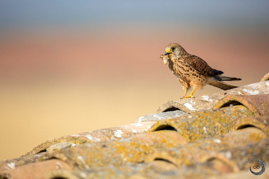 Lesser Kestrel female <i>(Falco naumanni)</i>