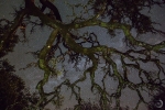 Oak under the stars