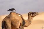 Cuervo deserticola <i> (Corvus ruficollis) </i>