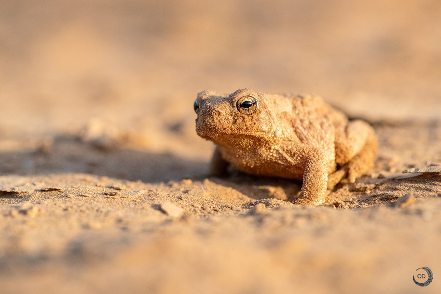 Berber toad <i>(Sclerophrys mauritanica)</i>