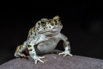 European green toad <i>(Bufo viridis)</i>