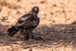 Booted Eagle <i>(Hieraaetus pennatus)</i>