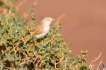 African desert warbler <i>(Sylvia deserti)</i>