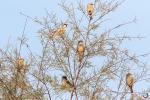 Desert sparrow group<i> (Passer simplex) </i>