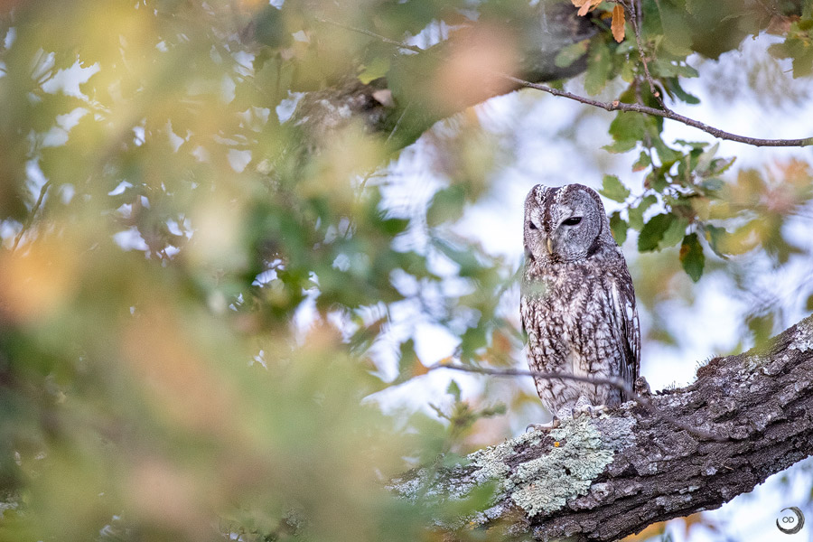 Tawny owl <i>(Strix aluco)</i>
