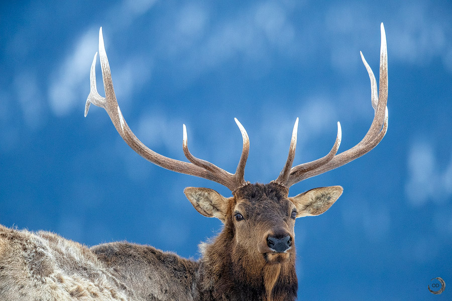 Elk <i>(Cervus canadensis)</i>