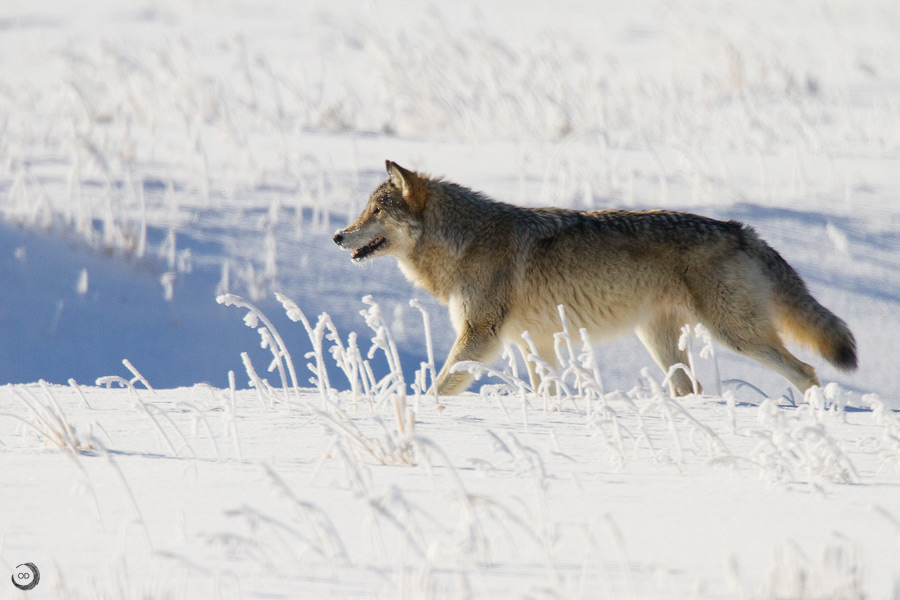 Gray Wolf <i>(Canis lupus occidentalis)</I>