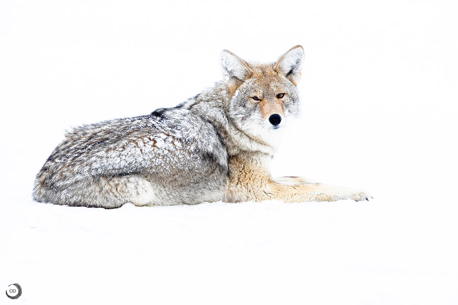 The coyote <I>(Canis latrans)</i>