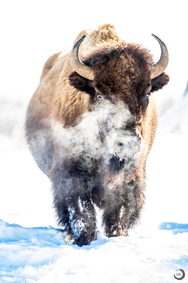 American Bison <i>(Bison bison)</i>