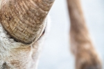 Bighorn sheep <i>(Ovis canadensis)</i>