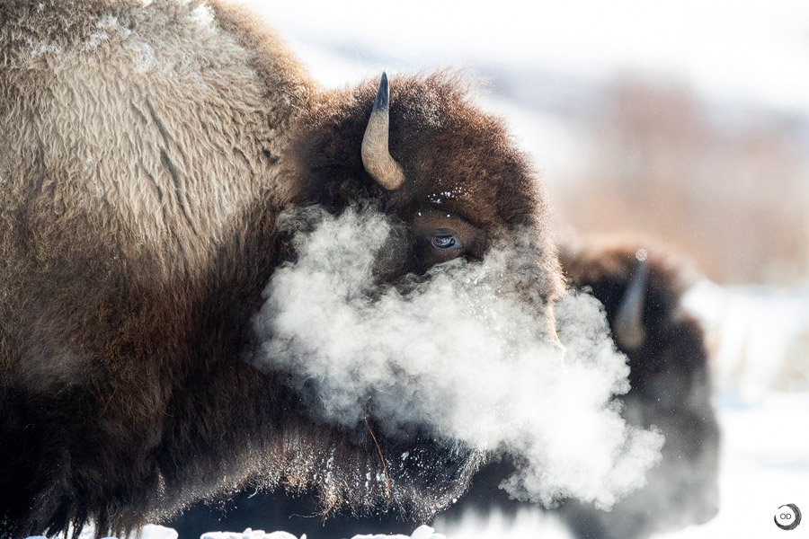 American Bison <i>(Bison bison)</i>