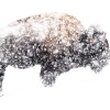 Bisonte Americano <i>(Bison bison)</i>