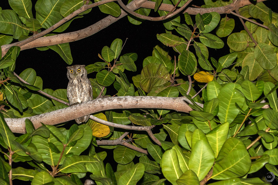 Pacific screech-owl <i>(Megascops cooperi)</i>