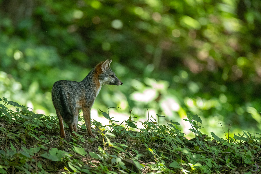 Gray fox <i>(Urocyon cinereoargenteus)</i>