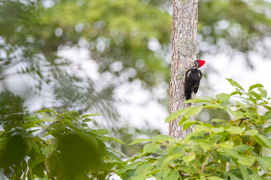 Linefeed woodpecker <i>(Dryocopus lineatus)</i>