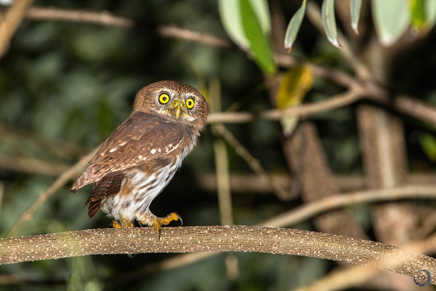 Ferruginous pygmy-owl <i>(Glaucidium brasilianum)</i>