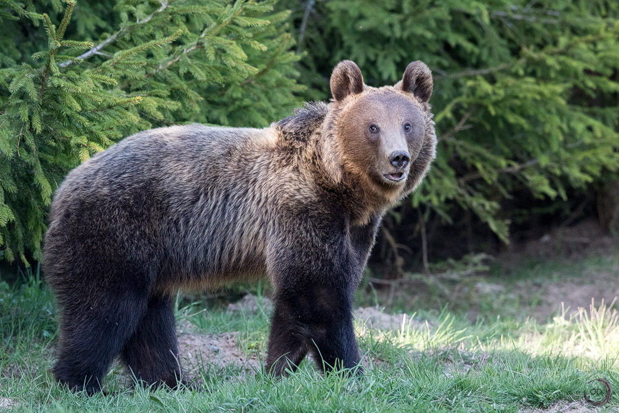 Eurasian brown bear <i>(Ursus arctos arctos)</i>