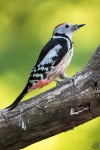 Middle Spotted Woodpecker <i>(Leiopicus medius)</i>