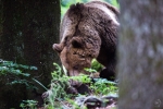 Eurasian brown bear <i>(Ursus arctos arctos)</i>