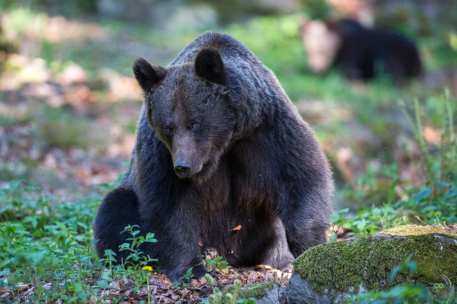 Eurasian brown bear female <i>(Ursus arctos arctos)</i>