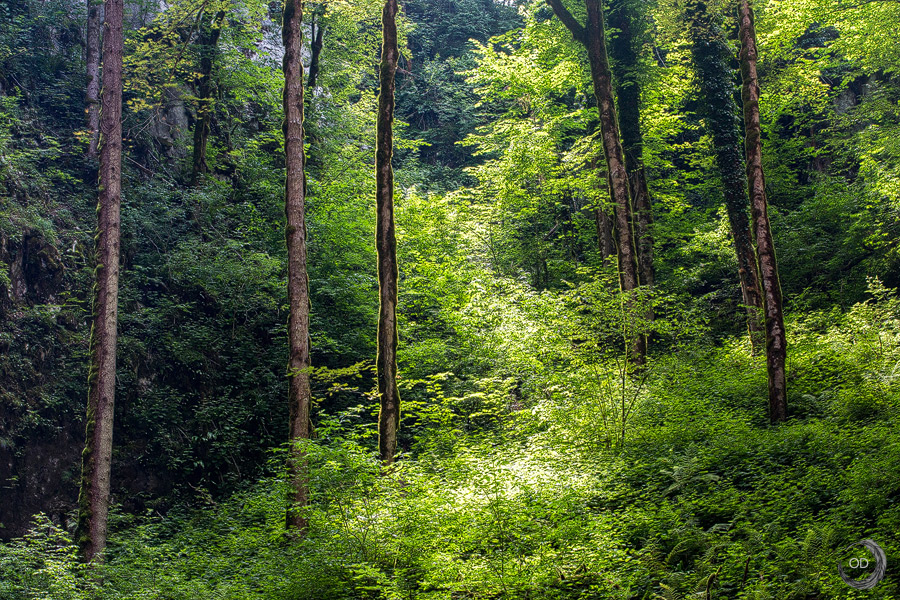 Slovenian forest