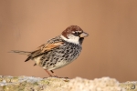 Spanish Sparrow <i>(Passer hispaniolensis)</i>