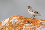 White-winged snow finch <i> (Montifringilla nivalis)</i>