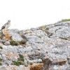 Águila Culebrera <i> (Circaetus gallicus)</i>