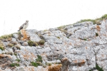 Short-toed Snake Eagle (Circaetus gallicus)