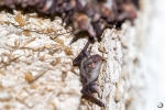 Greater mouse-eared bat <i>(Myotis myotis)</i>