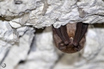 Common bent-wing bat <i>(Miniopterus schreibersii)</i>