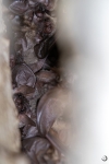 Murciélago orejudo gris <i>(Plecotus austriacos)</i>