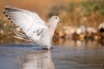 Eurasian Collared Dove <i>(Streptopelia decaocto)</i>